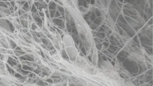 Struttura al microscopio di fibre di nanocellulosa batterica BNC del progetto Dryads Fiber