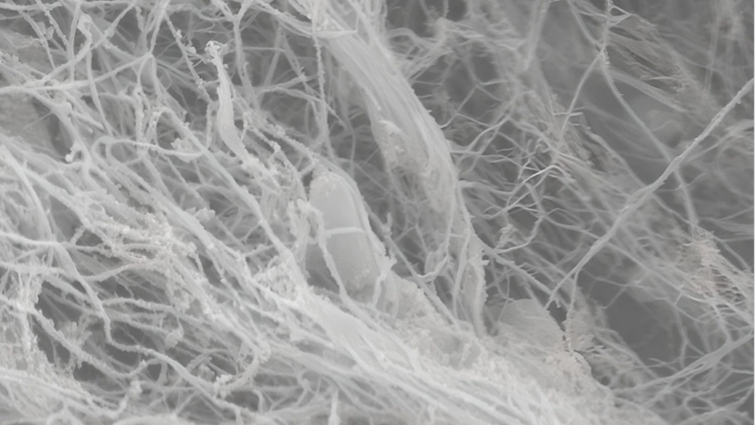 Struttura al microscopio di fibre di nanocellulosa batterica BNC del progetto Dryads Fiber